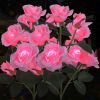 Solar Rose Lights Outdoor, 2 Pack with 14 Rose Flowers Waterproof Color Changing LED Flower Lights, Solar Powered Garden Stakes for Yard, Patio, Pathw