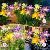 Solar Garden Stake Lights | Christmas Trees, Roses, Lilies & Sunflowers